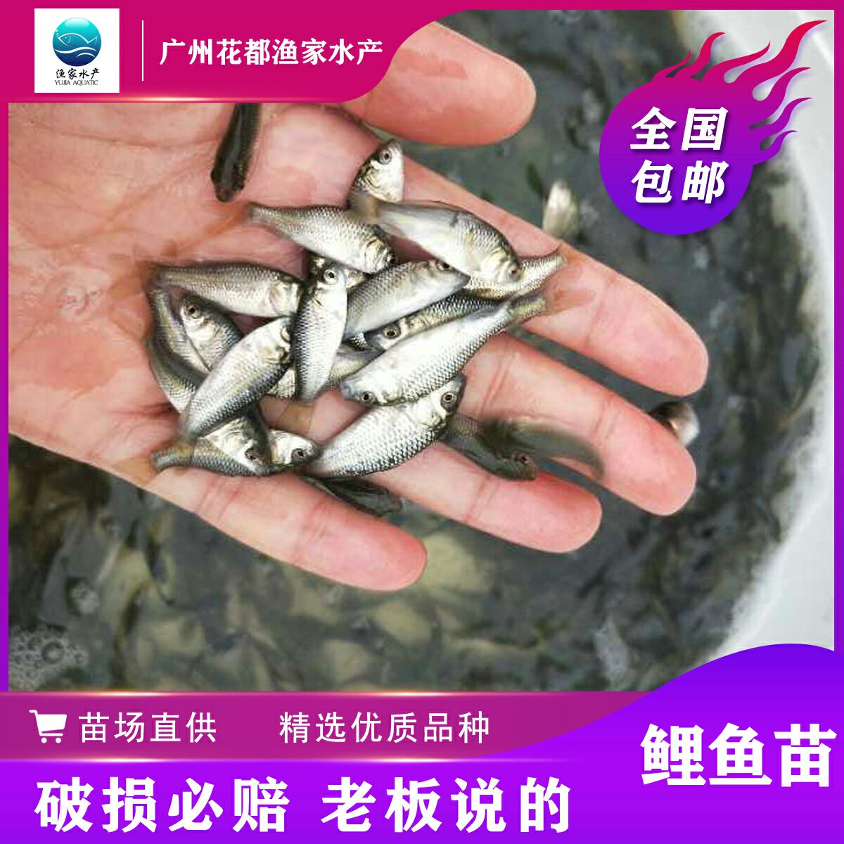 廣州鯉魚苗 百萬現貨 放生魚苗 (低價出售)建鯉魚苗 淡水魚苗