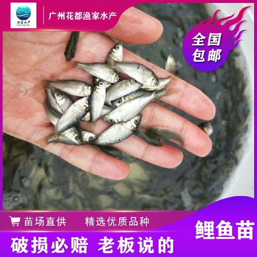 鲤鱼苗 百万现货 放生鱼苗 (低价出售)建鲤鱼苗 淡水鱼苗