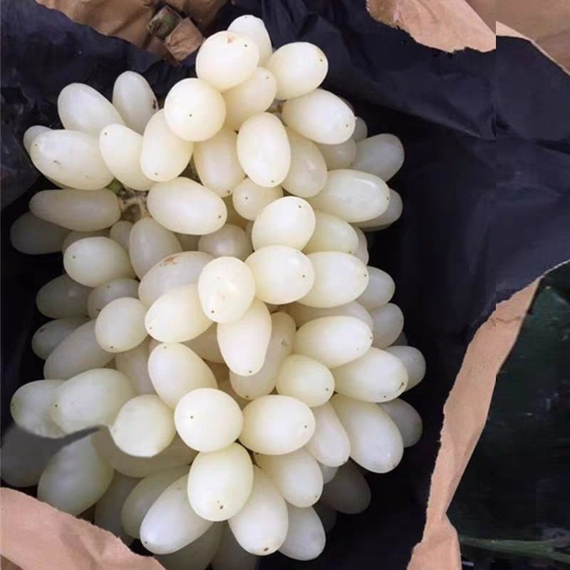 白马奶葡萄苗  马奶提子苗白提葡萄苗基地直销现挖现卖包品种南北方种值