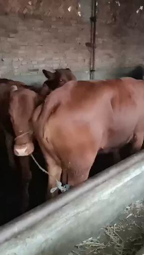 礼县 大量有放牧肥母牛出售，常年有货。望五湖四海朋友来选购。