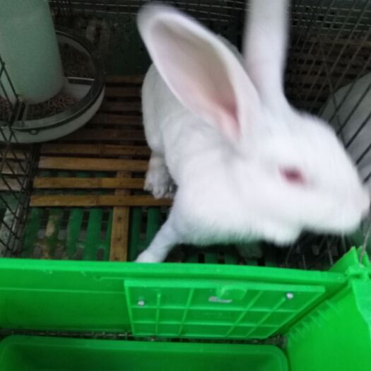 郓城县新西兰兔 体型大，生长快