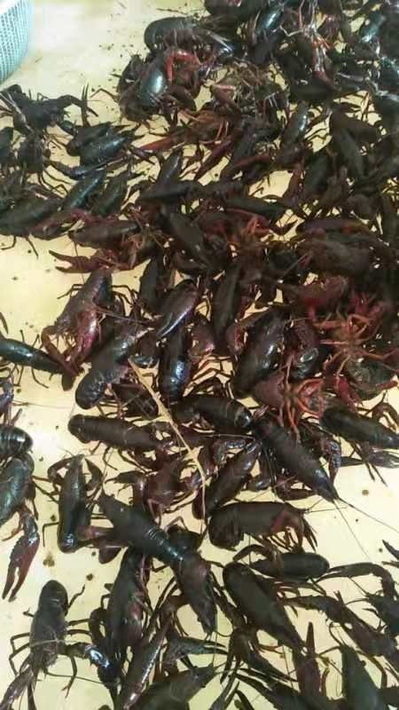 仙桃市 清水龙虾