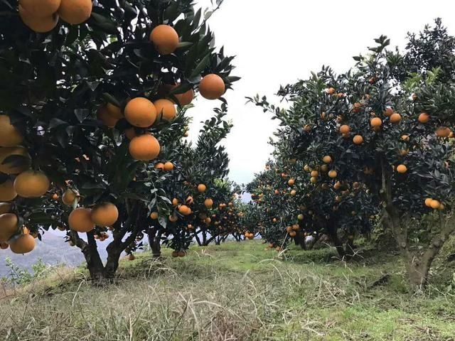松滋市脐橙树苗  九月红脐橙苗，可签纯度合同，值得种植的一款早熟脐