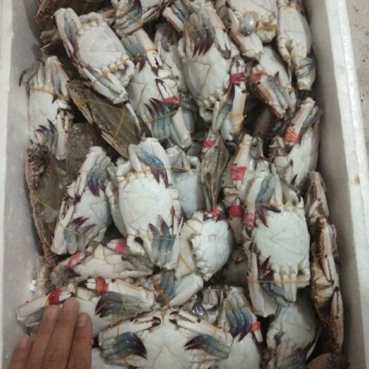 东港市 花插旗梭子蟹，单冻3两左右规格
