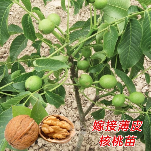 平邑县 薄皮纸核桃8518香玲核桃苗包品种包成活