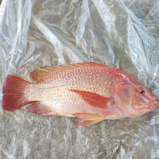 广州 彩虹鲷！