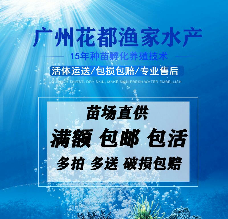 量大价优 优质鲫鱼苗 快递物流送货上门 技术指导保活服务