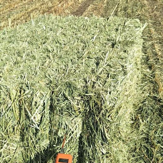 山丹县青燕麦草 高原青割燕麦草其含糖量高，适口性好，植株高大，茎细，叶量较多