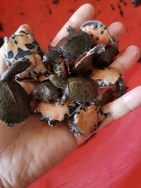 南丰县京品生太冷水甲鱼苗，供应各种规格