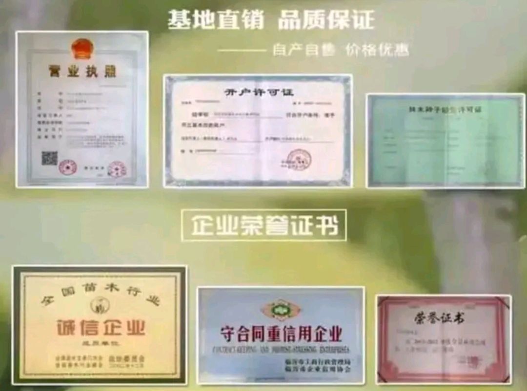 蜂糖李树苗 1-4公分大小苗青脆李苗脆红李五月脆苗西梅李神嫁接苗脱骨李各