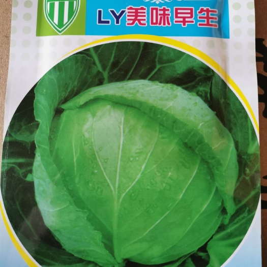 绿甘蓝种子  早春甘蓝 美味早生甘蓝 40天上市 早熟甘蓝 颜色绿 口感好
