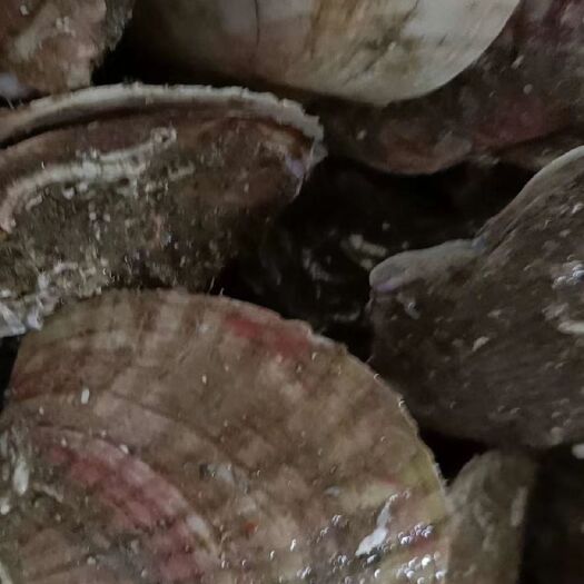 东港市朝鲜贝 朝鲜养殖夏怡贝吊笼贝，规格全，价格下调中，量大联系
