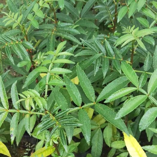 保山 花椒苗