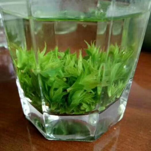 济南小叶苦丁茶 苦丁米芽   青山绿水  色泽翠绿  微苦回甘