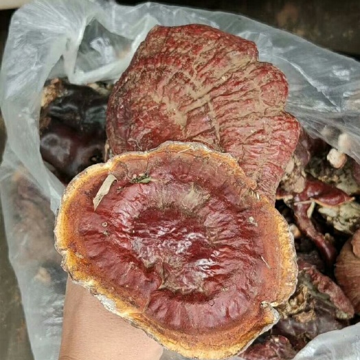 玉龙县 白心灵芝