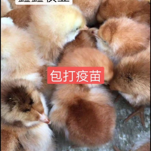 南宁九斤黄鸡苗，三黄鸡苗，厂家直销质量保证包打疫苗，包运输成活
