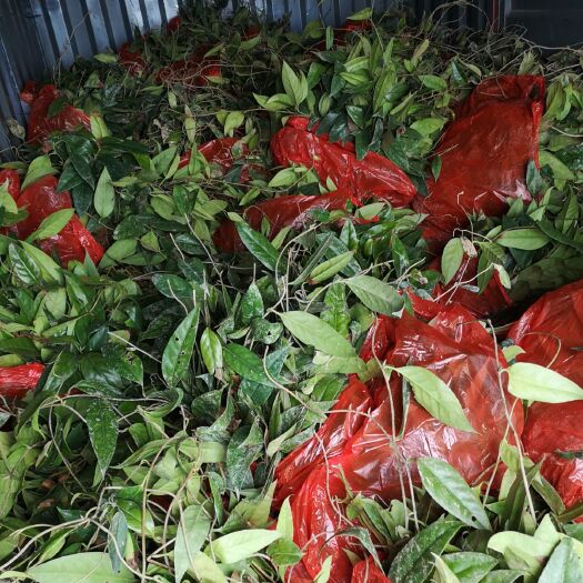 靖州县特色水果黑老虎种苗批发品种纯正
