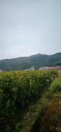 靖州县荸荠杨梅种苗  全国杨梅主产区优质货源。