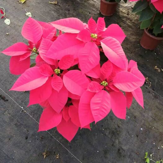 一品红造型树  广州批发 绿植盆栽 盆栽花卉 居家绿植 年宵花 一品红