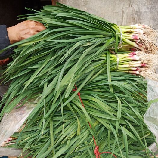 汉源县红根蒜苗 40 - 45cm