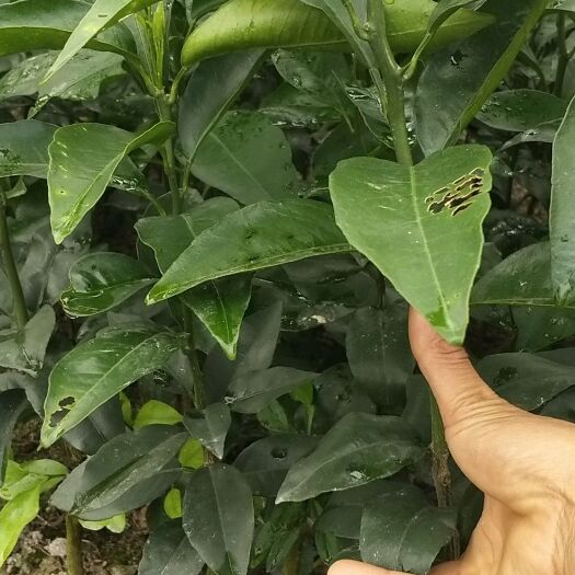 钦州香橙苗 香橙头沃柑