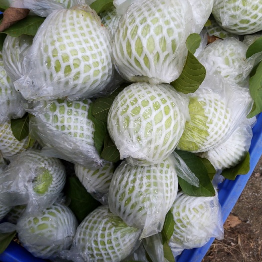 中山市番石榴  大量货源