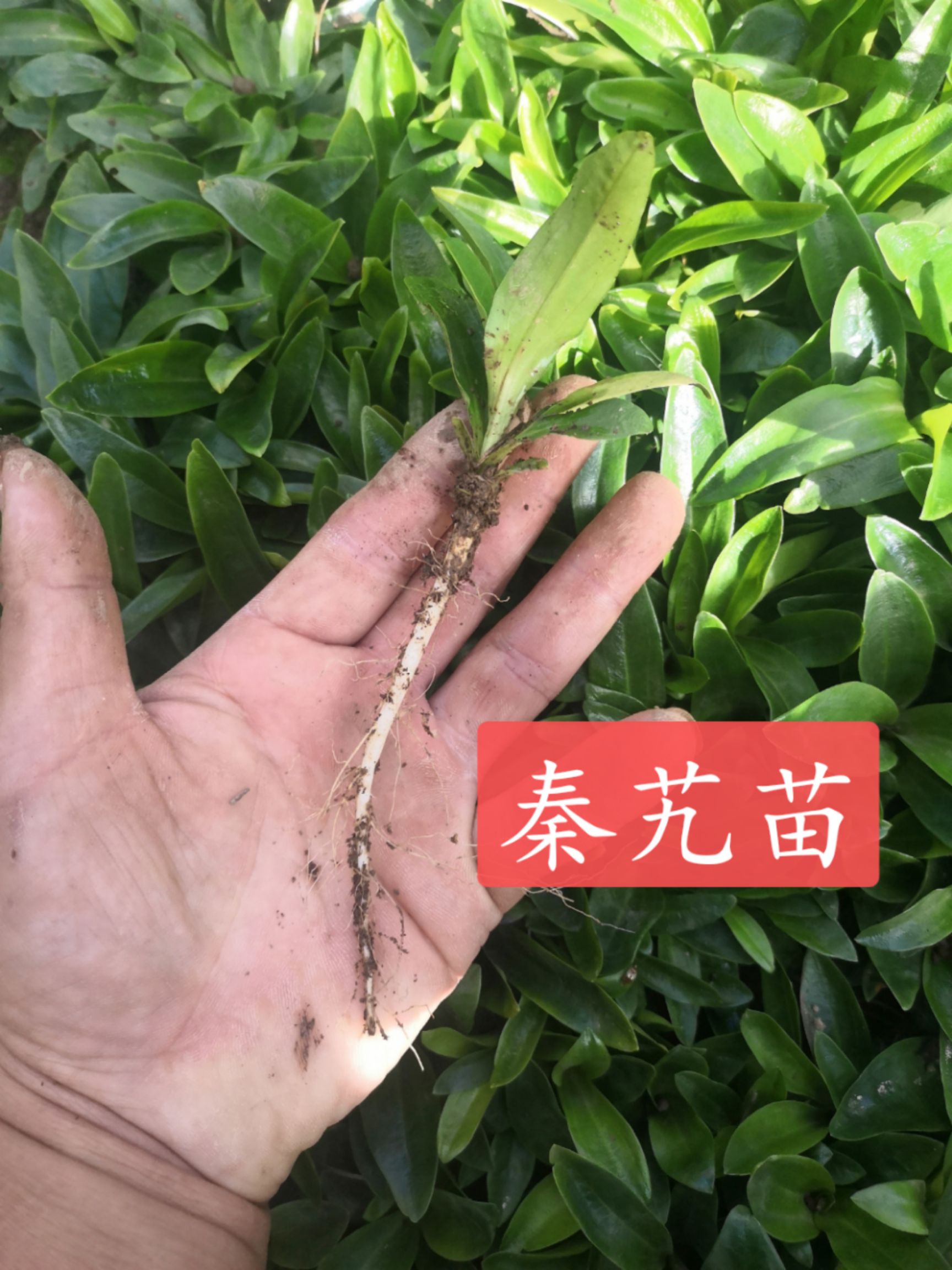 巍山彝族回族自治县 秦艽大苗批发