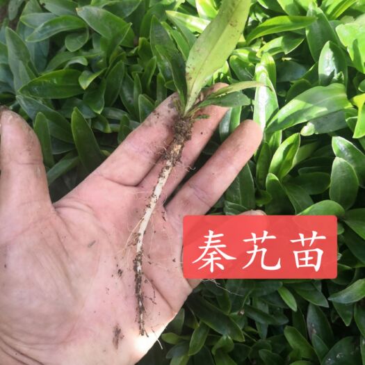 巍山县 秦艽大苗批发