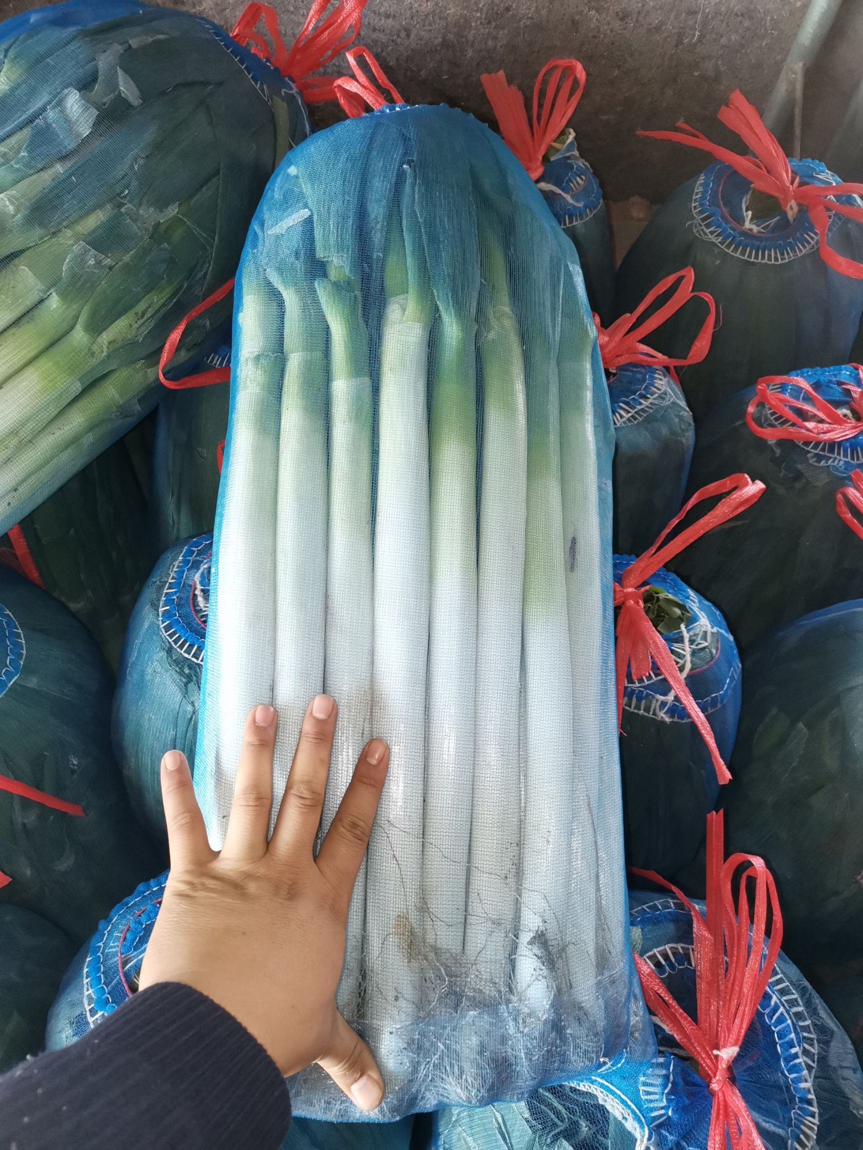 铁杆大葱 正宗东北货!粗度杠杠的