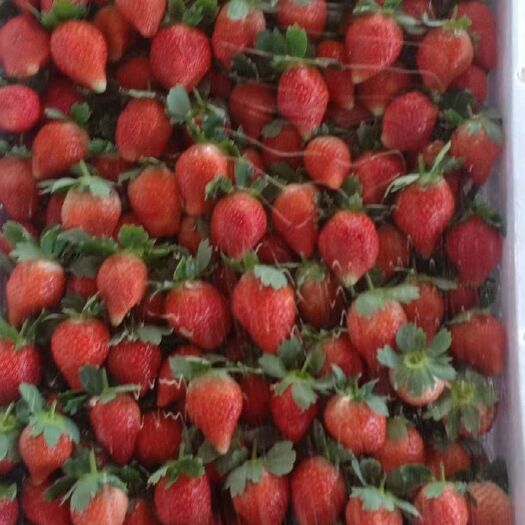 邳州市妙香草莓  江苏邳州奶油草莓大量上市，需要采购可以提前联系，