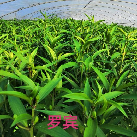 南平百合花 罗宾
