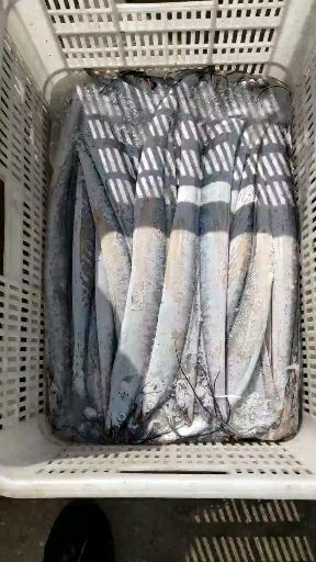 威海 带鱼  渤海湾船冻带鱼 4-6优惠4.5一斤