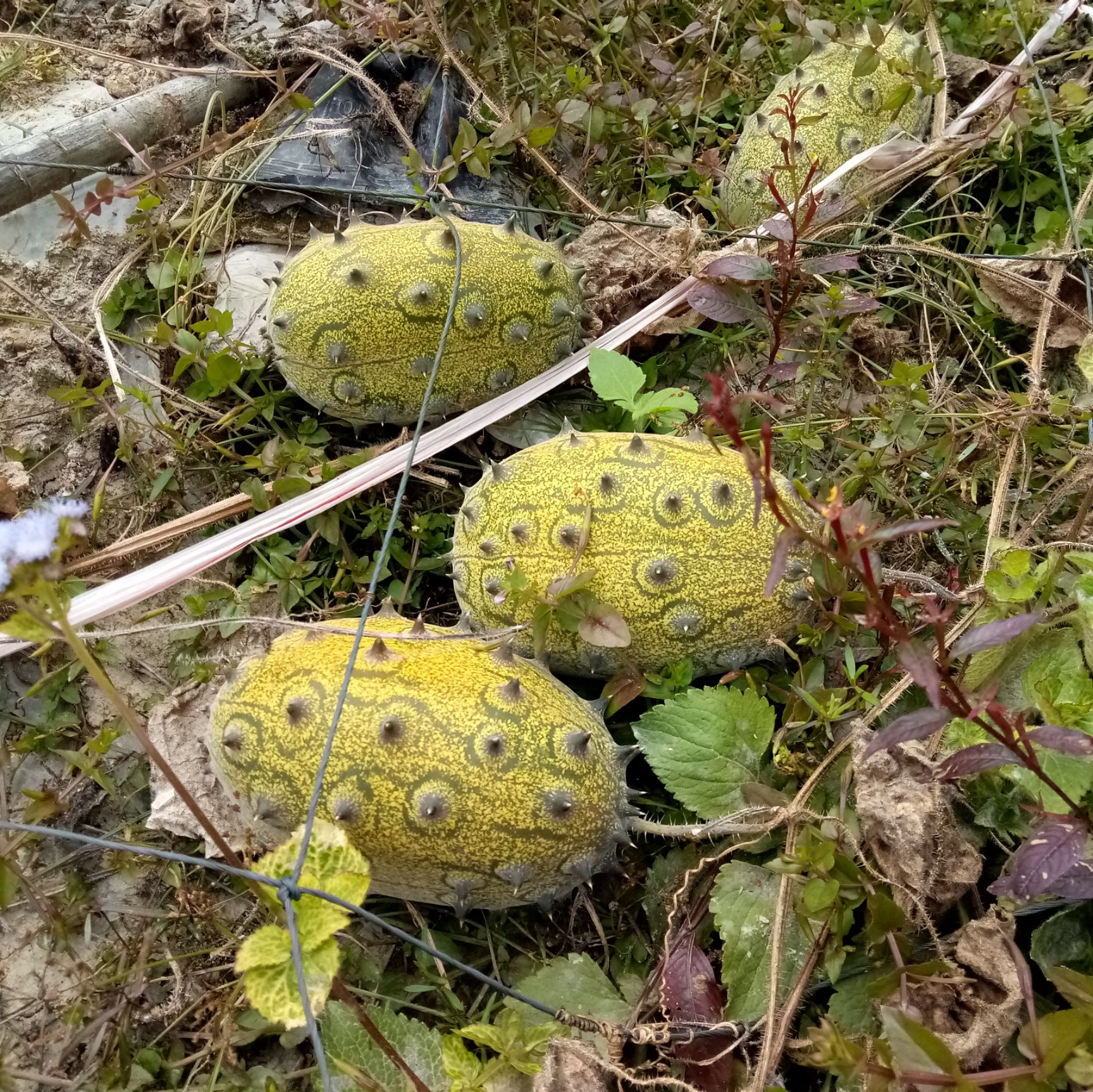 这是刺角瓜 刺角瓜cucumis metuliferus又名非洲角瓜,非洲黄瓜,火参果