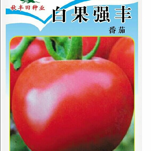固阳县粉果番茄种子  白果强丰