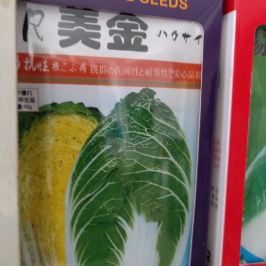 梅河口市黄心白菜种子  黄心菜