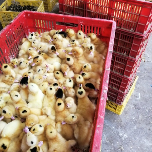 南宁肉鸭苗  一点头.m18.木鸭苗 出壳苗