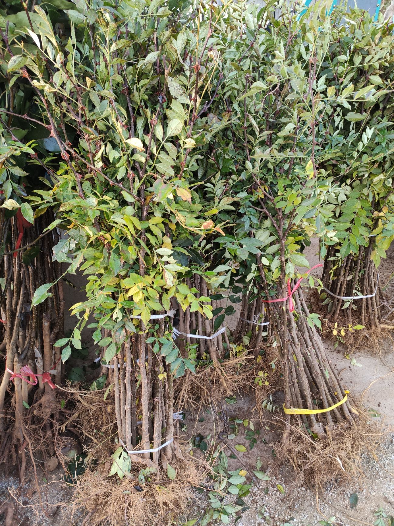 [大紅袍花椒苗批發] 花椒苗花椒樹苗大紅袍花椒樹苗花椒大紅袍花椒樹