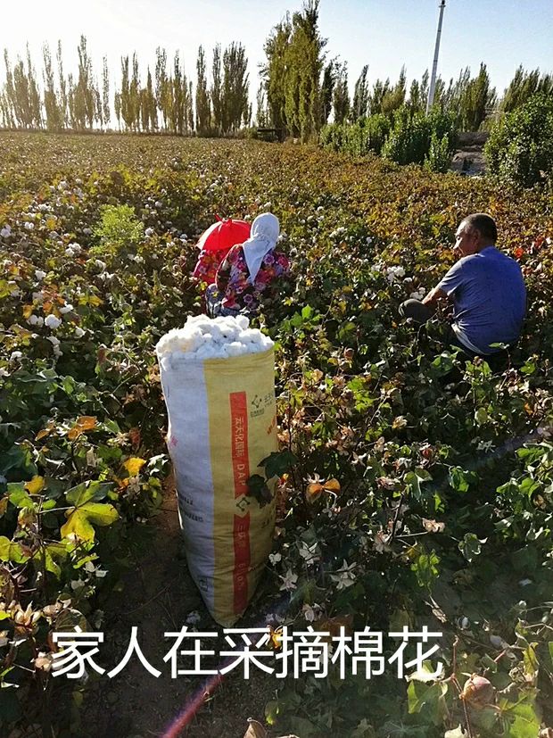 新疆特一級長絨棉花皮棉帶籽棉花支持定制，批發(fā)零售可議價
