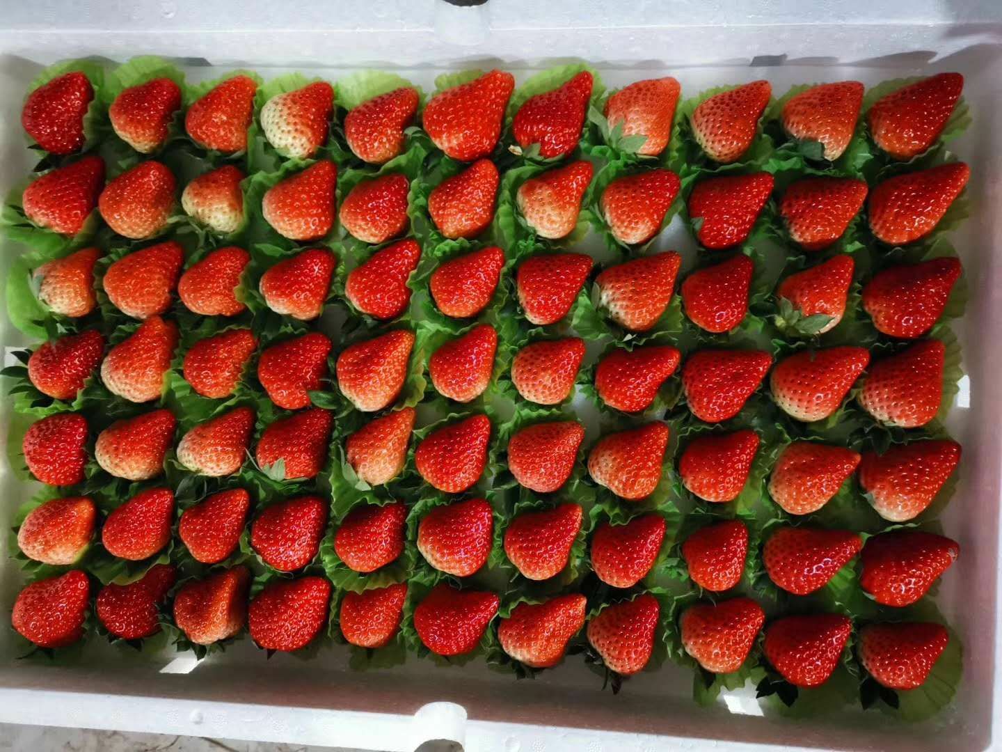 徐州万亩奶油草莓代收代购全国发货
