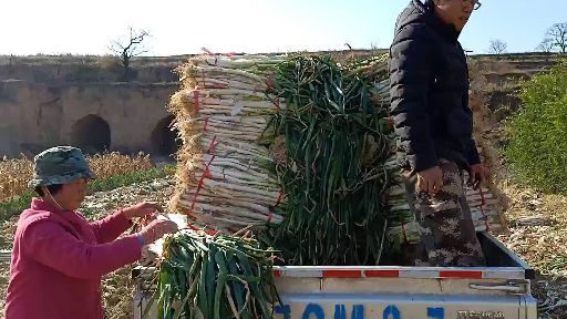 万荣县长白大葱 毛葱 山西省运城市万荣县