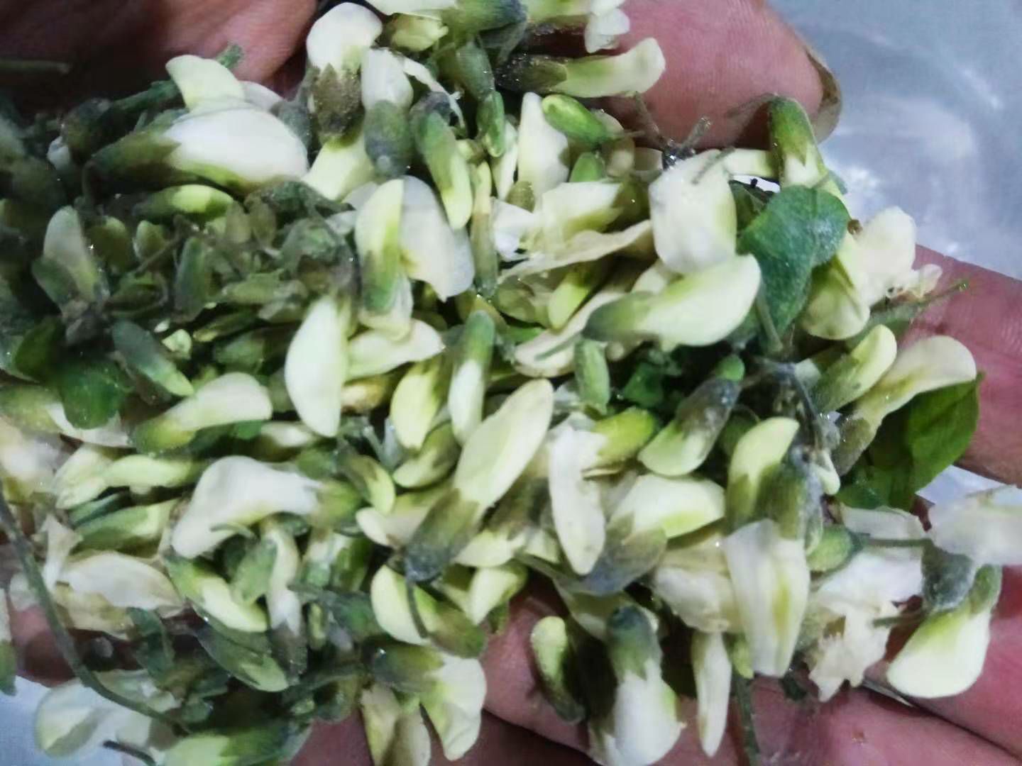  三门峡槐花供应商