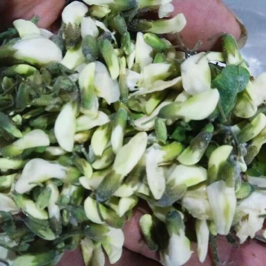 三门峡 三门峡槐花供应商