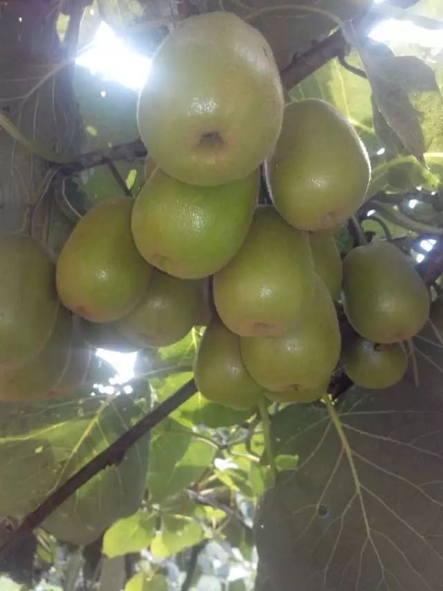 红阳猕猴桃苗 金桃猕猴桃红阳猕猴桃甜猕果品公司提供的优质种苗