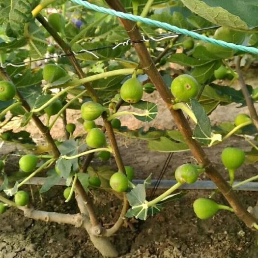 平邑县青皮无花果树苗 青皮无花果苗 假一赔十 南北方种植 不结果包赔