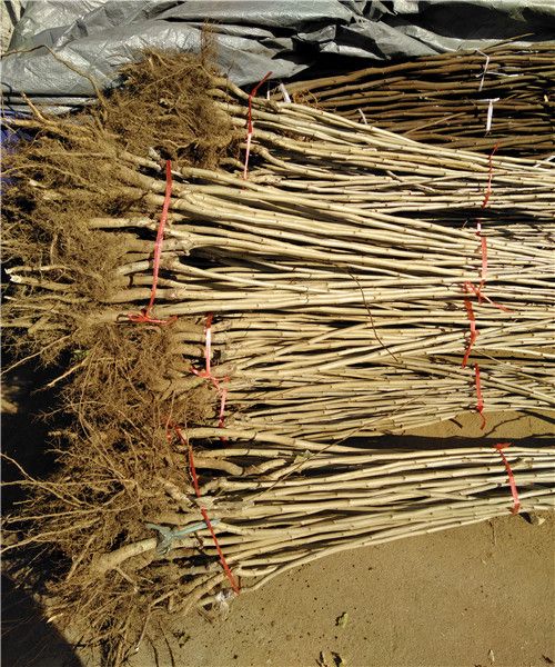 大金星山楂树苗  优质嫁接山楂苗大金星山楂苗基地直销包品种南北方种植