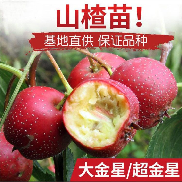 大金星山楂树苗  优质嫁接山楂苗大金星山楂苗基地直销包品种南北方种植