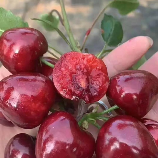 泰安 矮化大樱桃苗，品种纯正，规格齐全