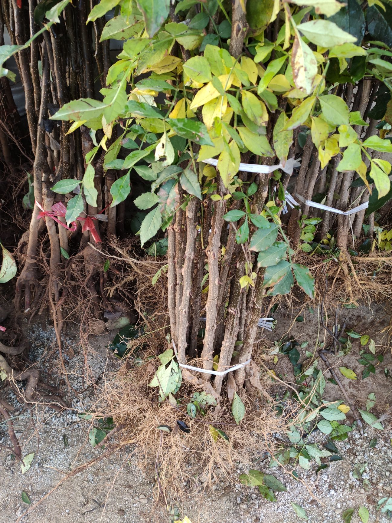 花椒苗花椒树苗大红袍花椒树苗花椒大红袍花椒树南方北方种植