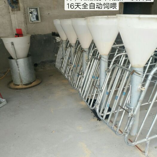 温县养殖设备 母猪自动化饲喂器料槽采食槽下料器料线限位栏产床