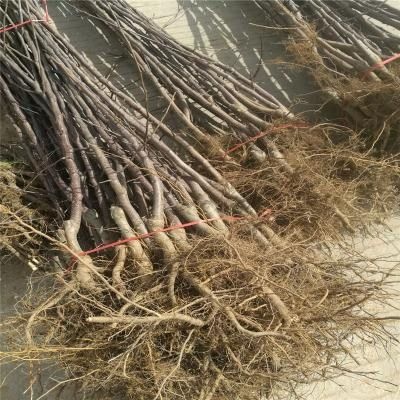 栖霞市烟富3号苗 1.5~2米